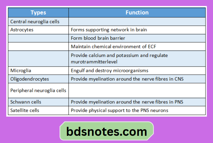 Types Of Neuroglia Diagram
