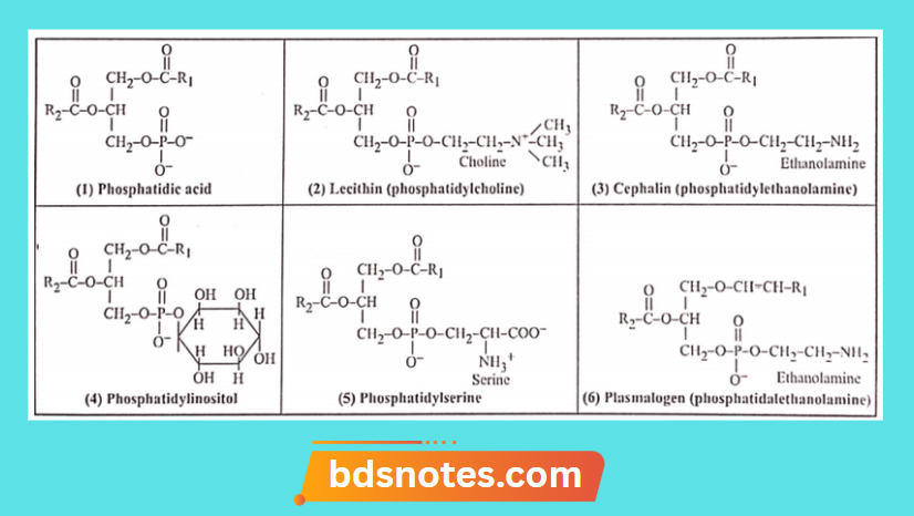 Types Of Phospholipids