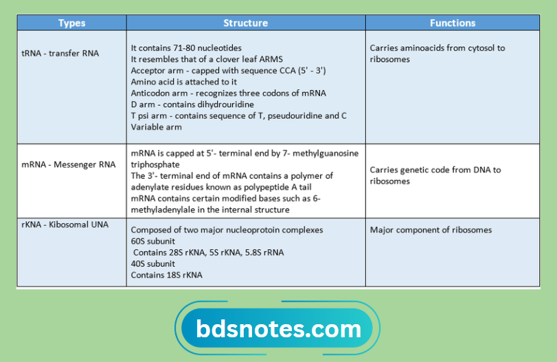 Types Of Rna And Their Structure And Functions