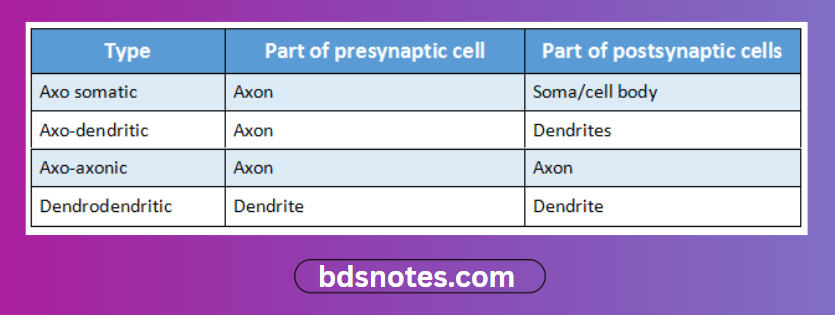 Types Of Synapses Diagram