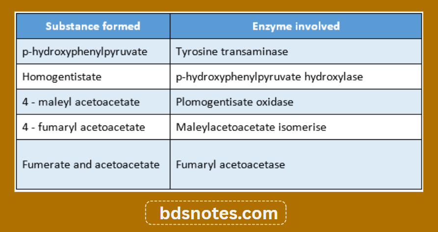 Tyrosine Metabolic Pathway Enzymes