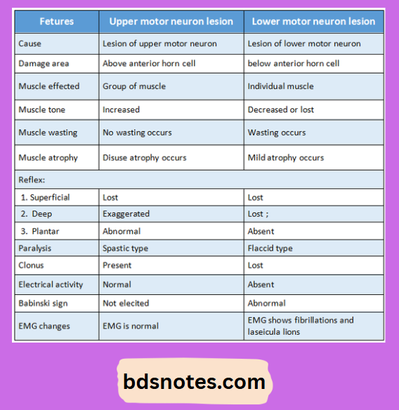 Upper Lower Motor Neuron Lesions Comparison