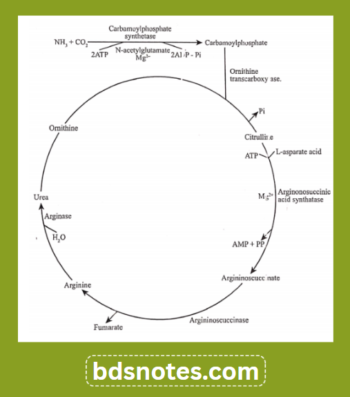 Urea Cycle Biochemical Pathway