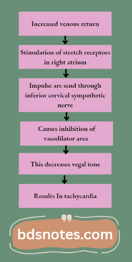 Venous Return Increase Mechanism