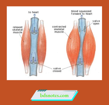 Venous Return Mechanism