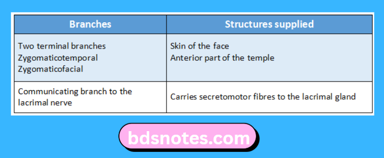 Zygomatic Nerve Branches And Supply