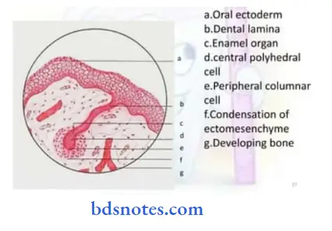 C:\Users\System2\Desktop\bdsolution\advanced bell stage of tooth development.png