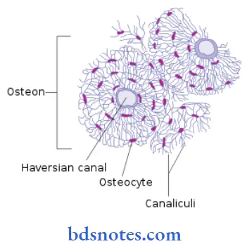 bone harversian system