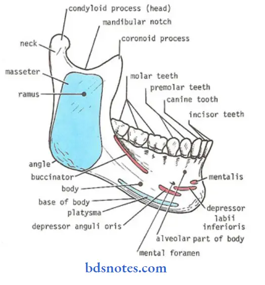 Blood and Nerve Supply of Bone Question And Answers - BDS Notes