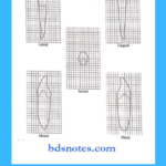 mandibular-right-central-incisor-views