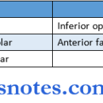 maxillary sinus artery veins