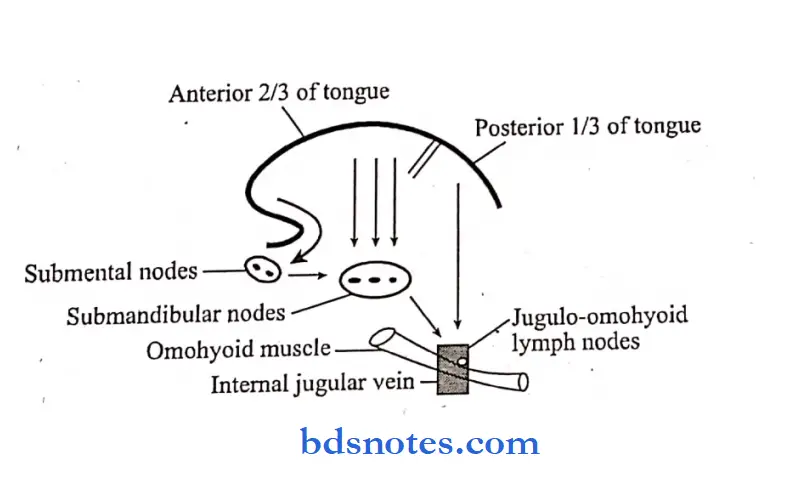 miscellaneous lymphatic drainage of tongue
