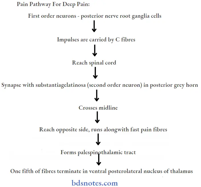 miscellaneous pain pathway for deep pain
