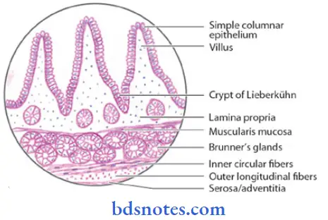 oral-mucous-membrane-filiform-papillae