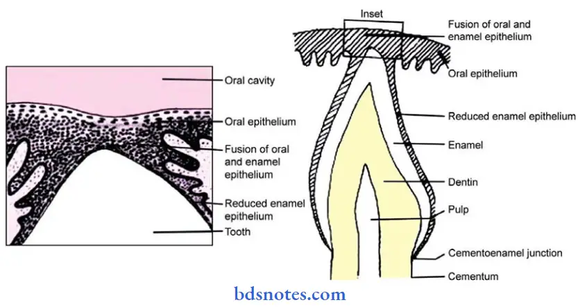 oral mucous membrane reduced enamel epithelium fuses with oral epithelium