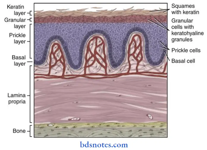 oral mucous membrane the orthokeratinized epithelium