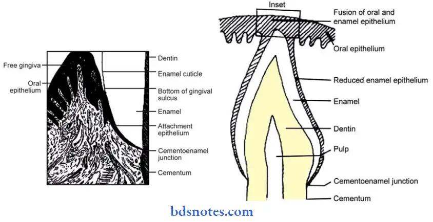 oral mucous membrane tooth emerges through perforatrion in fused epithelia