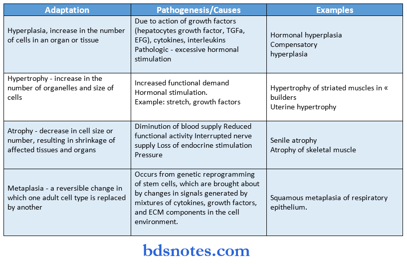 pathalogy synopsis cellular adaptations