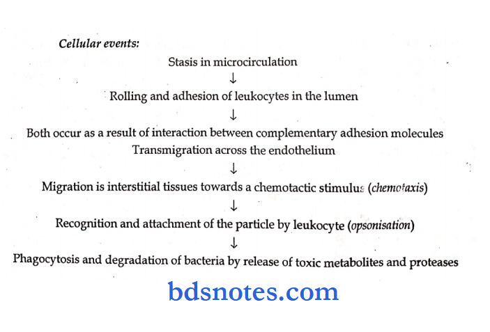 pathalogy synopsis cellular events