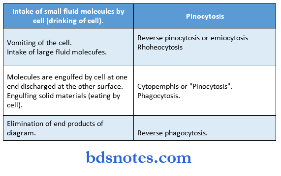 pathalogy synopsis intake of small fulid molecules by cell (drinking of cell)