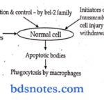pathalogy synopsis normal cell