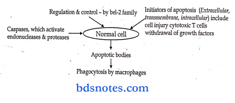 pathalogy synopsis normal cell