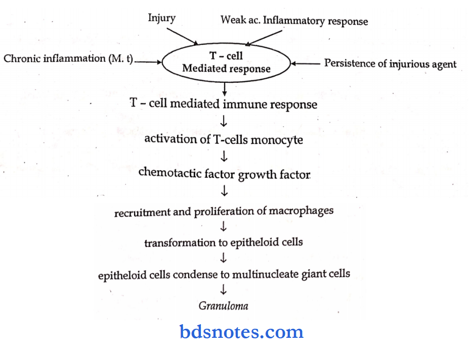 pathalogy synopsis t-cell mediated response