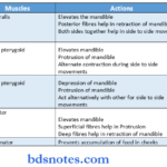 temporomandibular joint muscles