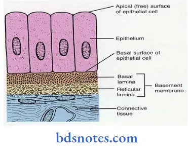 oral mucous membrane position of bottom of gingival sulcus