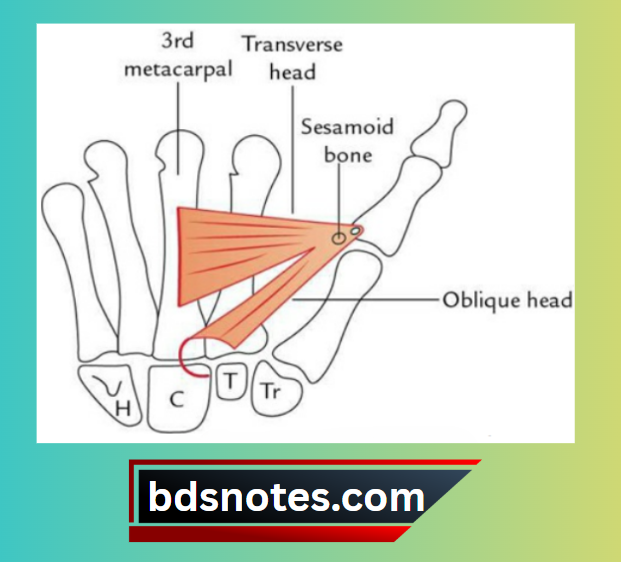 Adductor Pollicis Origin Insertion