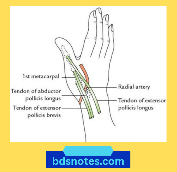 Anatomical Snuffbox Structures