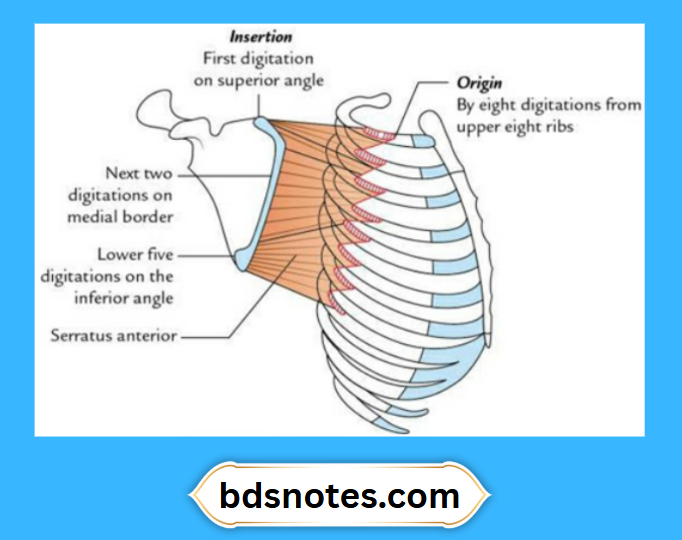 Anatomy Serratus Anterior Muscle