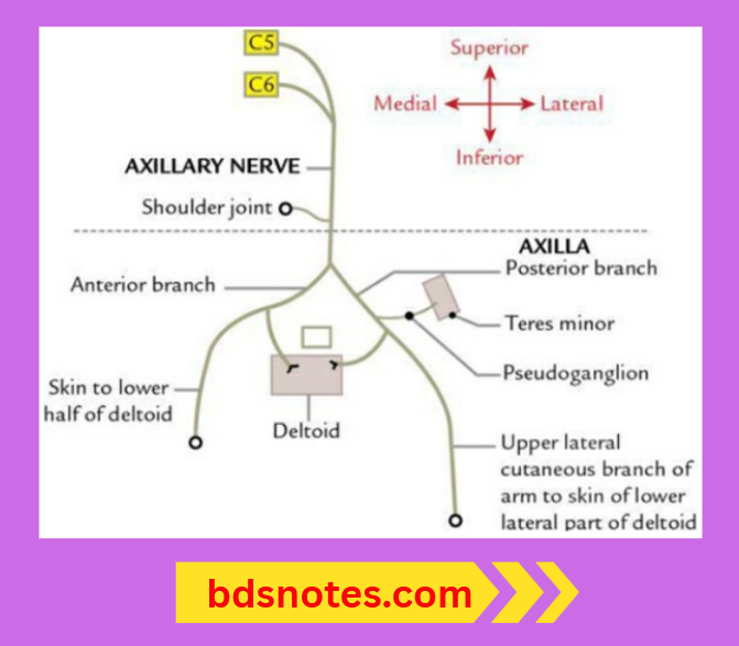 Anterior Posterior Branches Of Axillary Nerve