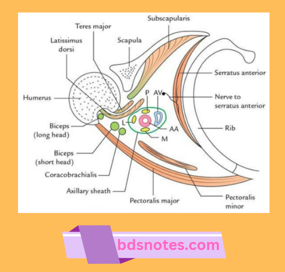 Axilla Boundaries Contents Horizontal Section