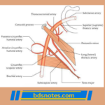 Axillary To Brachial Artery Transition