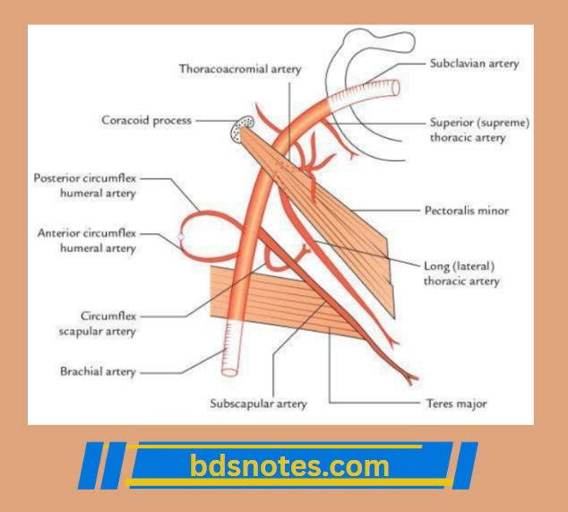 Axillary To Brachial Artery Transition