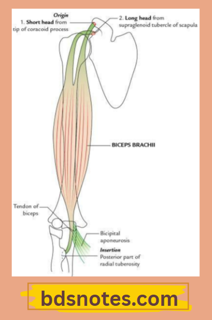 Biceps Brachii Short Long Head Attachments