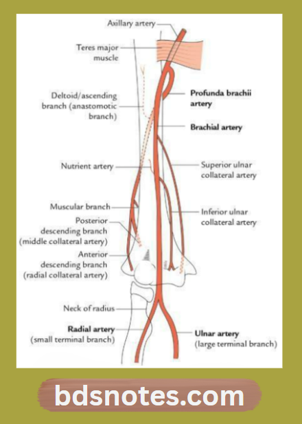 Brachial Artery Anatomy Branches