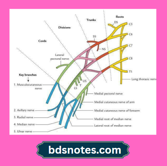 Axillary Vein Lymph Nodes Anatomy