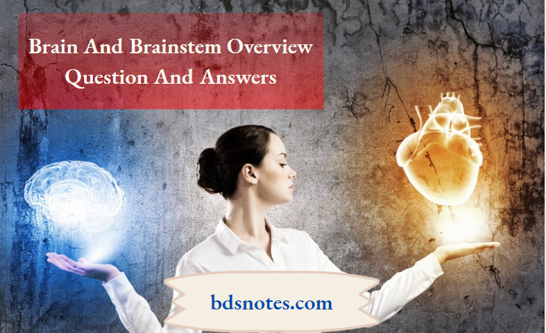 Brain And Brainstem Overview Question And Answers