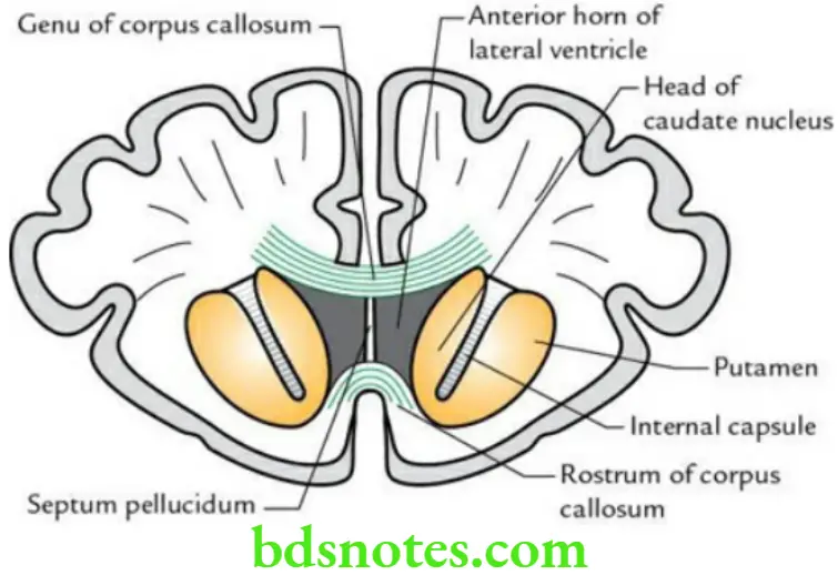 Brain Basal nuclei limbic system and lateral ventricle Boundaries of anterior horn of the lateral ventricle