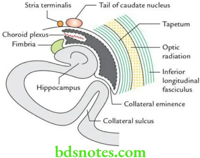 Brain Basal nuclei limbic system and lateral ventricle Boundaries of inferior horn of the lateral ventricle
