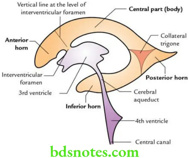 Brain Basal nuclei limbic system and lateral ventricle Ventricular system of the brain