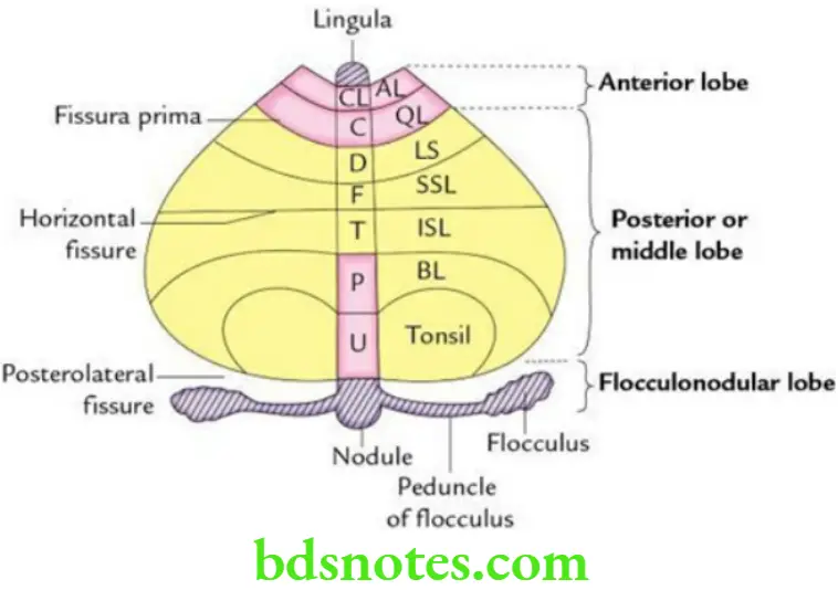 Brain Cerebellum and fourth ventricle Anatomical functional and morphological subdivisions of the cerebellum