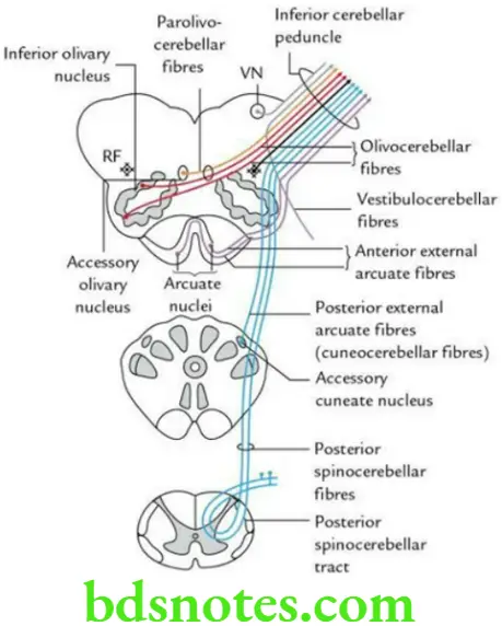 Brain Cerebellum and fourth ventricle Components of the inferior cerebellar peduncle