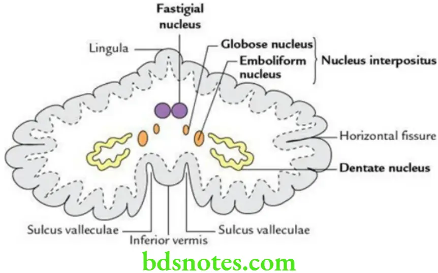 Brain Cerebellum and fourth ventricle Intracerebellar nuclei