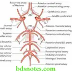 Brain Cerebrum Circle of willis and the branches of arteries supplying the brain