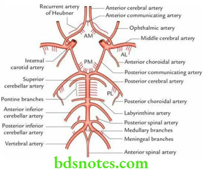 Brain Cerebrum Circle of willis and the branches of arteries supplying the brain