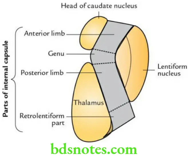 Brain Cerebrum Location shape boundaries and parts of the internal capsule