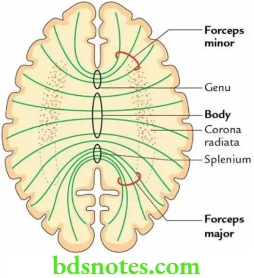 Brain Cerebrum Median sagittal section of the cerebrum showing course of fibres from different parts of corpus callosum